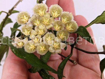 Хойя Mirabilis 29112021 13